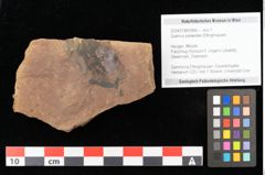 Foto (Objekt + Etikett) von Quercus daphnes, Unger (NHMW-GEO-2024-0188-0966)